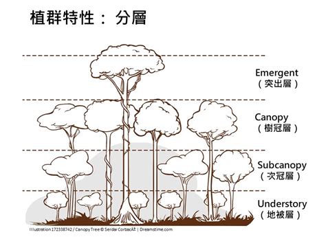 樹冠位置|樹冠